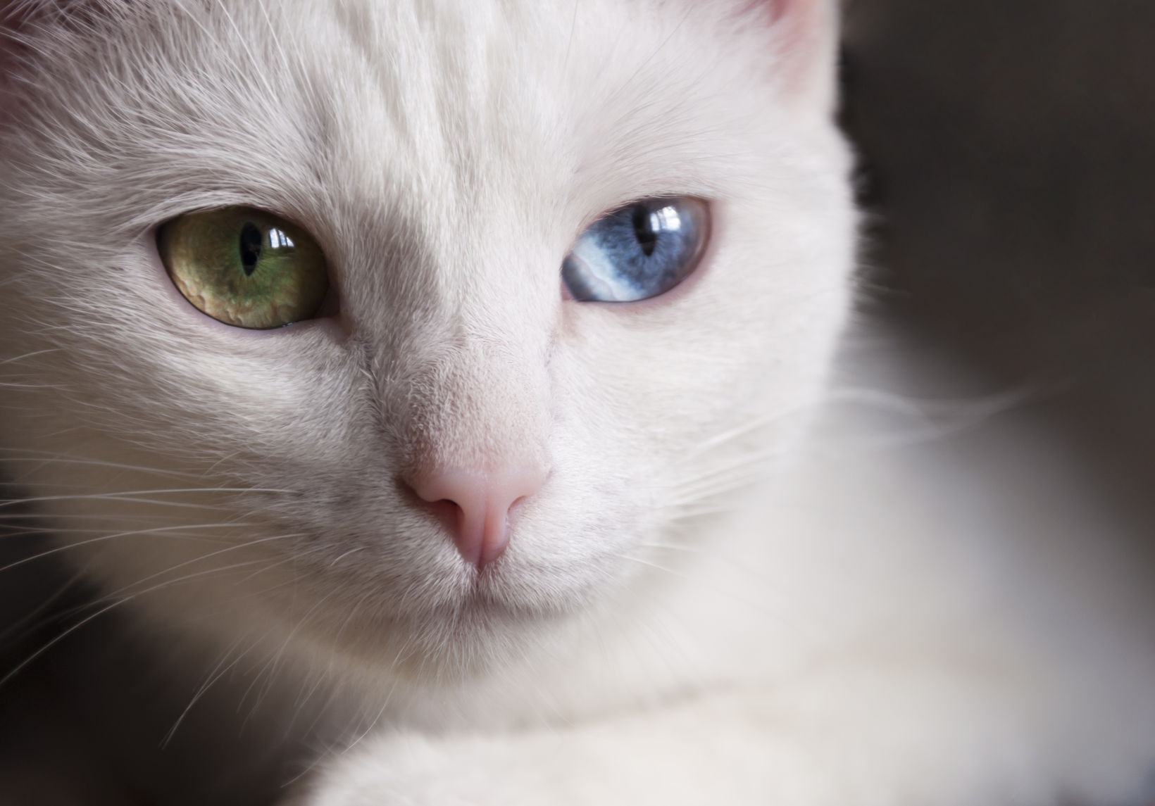 miért veszíti el a macska a szemét a látás miatt fáj a fej